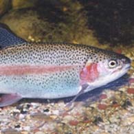 Πέστροφες και Γόνος πέστροφας, TROUT FISHERY LADIAS, KONITSA, EPIRUS, GREECE