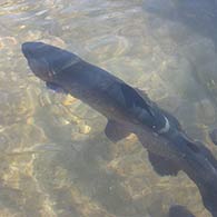 Πέστροφες και Γόνος πέστροφας, TROUT FISHERY LADIAS, KONITSA, EPIRUS, GREECE