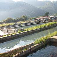 Πέστροφες και Γόνος πέστροφας, FORELLE FISCHEREI LADIAS, KONITSA, EPIRUS, GRIECHENLAND