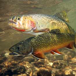 FORELLE FISCHEREI LADIAS, KONITSA, EPIRUS, GRIECHENLAND